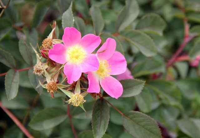 薔薇・エンジェル・ヘァー Angel Hair