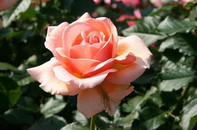 KNEtOgEAvRbgFragrant Apricot