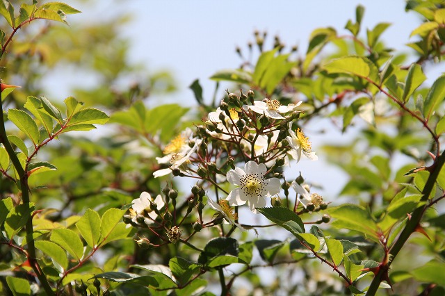 xm Rosa Fijisannensis