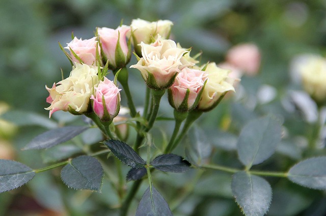 薔薇・グリーン・ダイアモンド Green Diamond