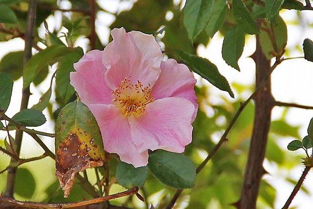 薔薇・鳩谷薔薇 'Rosa laevigata var. rosea'