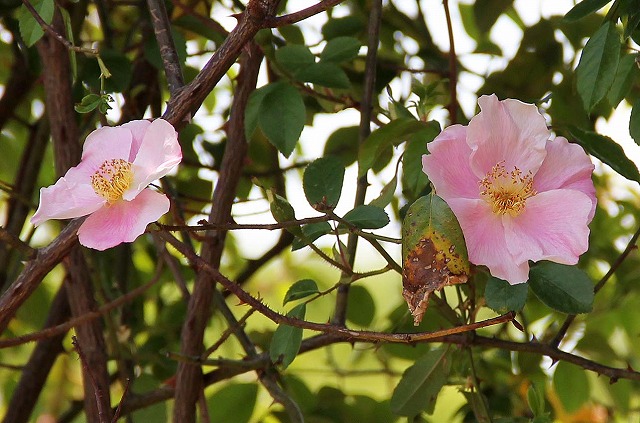 薔薇・鳩谷薔薇 'Rosa laevigata var. rosea'