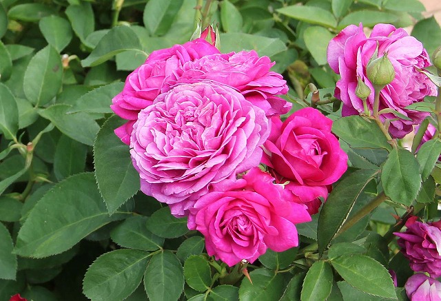 薔薇・ハイディ・クルム・ローズ Heidi Klum Rose