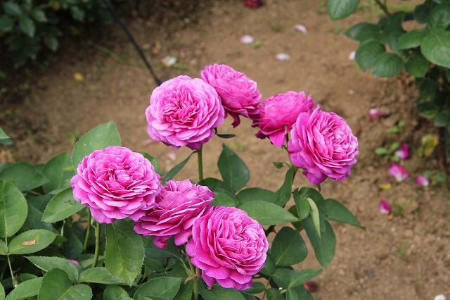 薔薇・ハイディ・クルム・ローズ Heidi Klum Rose