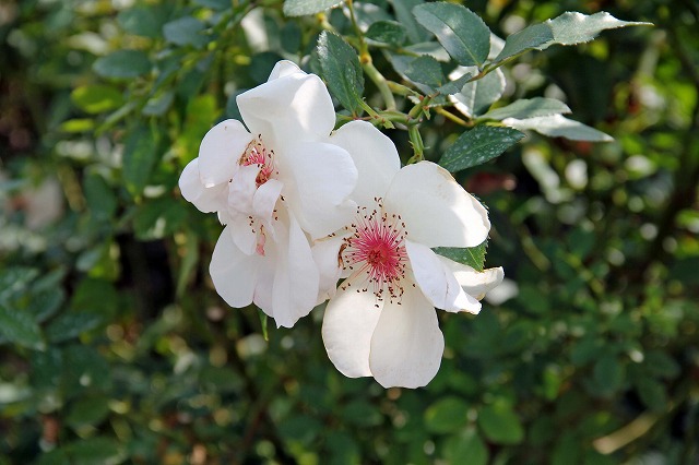 薔薇・ジャクリーヌ・デュ・ブレ Jacqueline du Pre