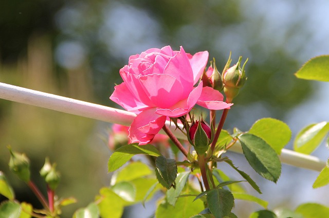 薔薇・レオナルド・ダ・ビンチ　Leonard da Vinci