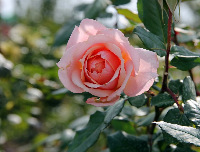 薔薇・ポール・ボギューズ Paul Bocuse