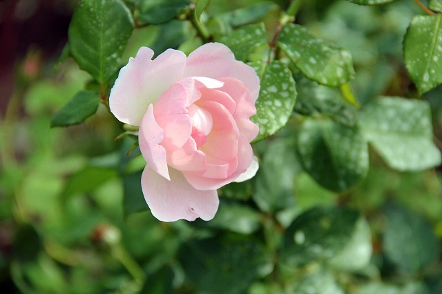 薔薇・ピーチ・ブラッサム Peach Blossam