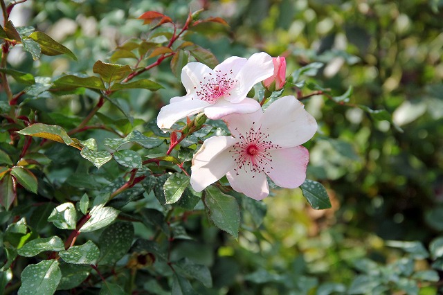 薔薇・ピンク・サクリーナ Pink Sakurina