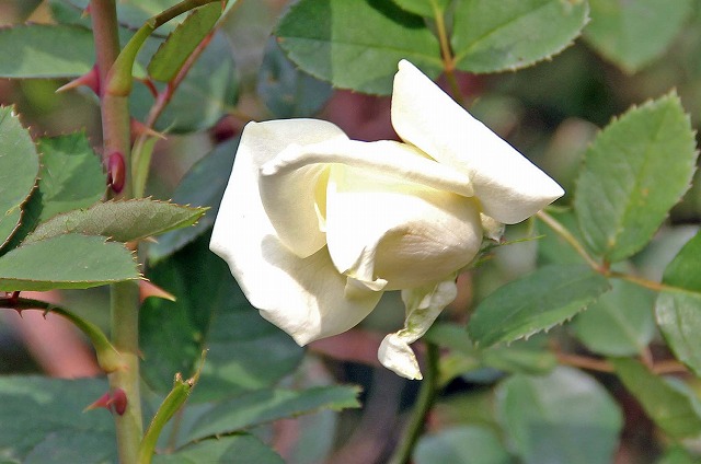 薔薇・ポーラシュテルン Polarstern