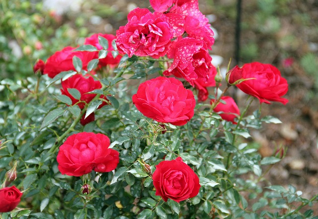 薔薇・ラズベリー・ロイヤル Raspberry Royal