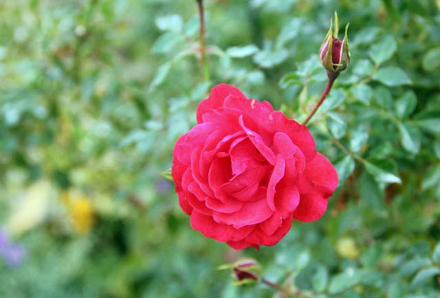 薔薇・ラズベリー・ロイヤル Raspberry Royal