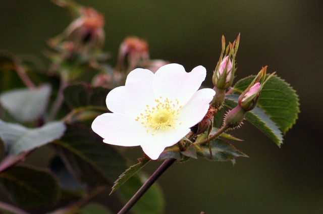 KNE[TEGveBJRosa elliptica