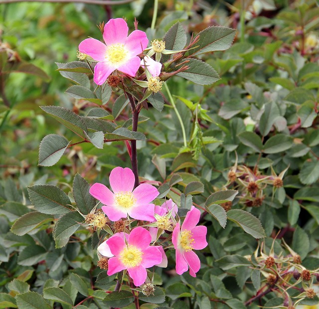 [TEOEJ Rosa glauca