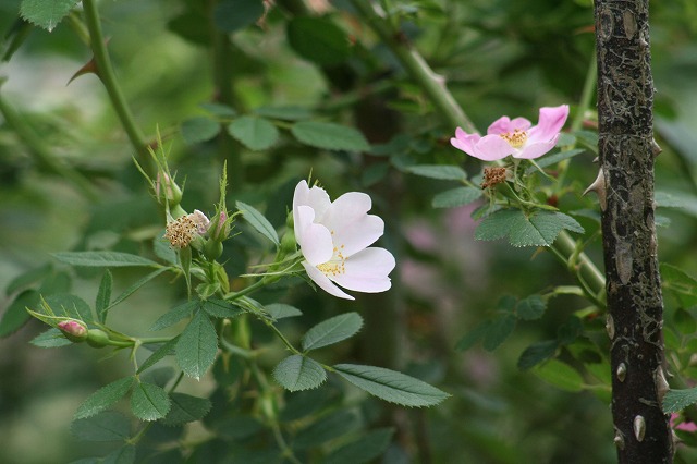 [TEgEVJ Rosa turcica