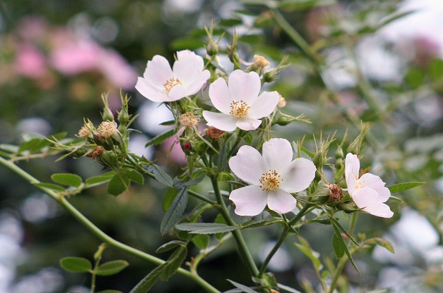 [TEgEVJ Rosa turcica