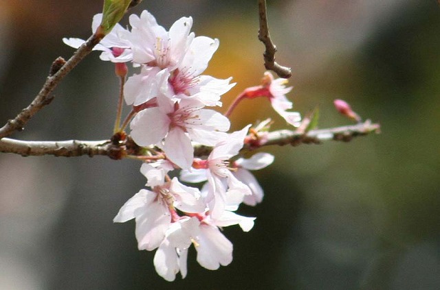 小彼岸桜