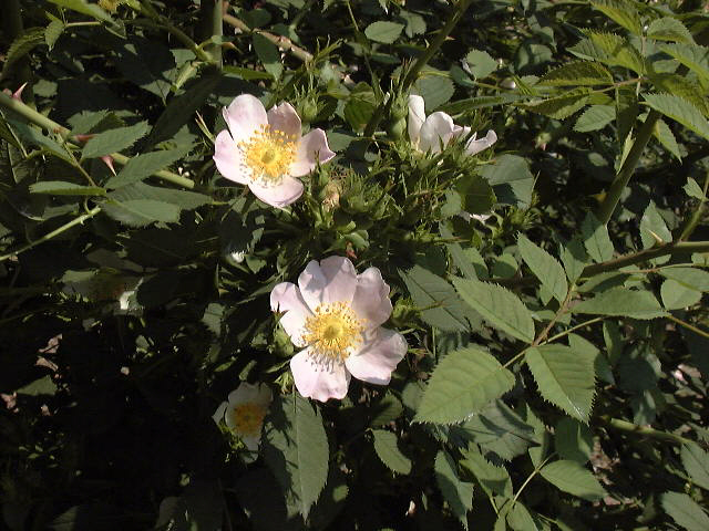 CUCoRosa roxburghii f.roxburghii