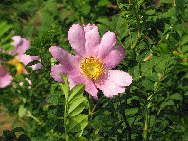 CUCoRosa roxburghii f.roxburghii