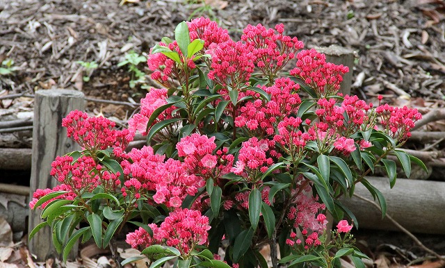 カルミヤ・オスボ(レッド) Kalmia'Ostbo Red'