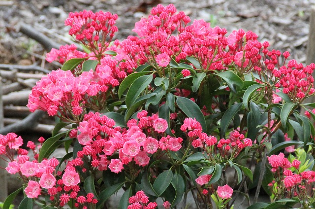 カルミヤ・オスボ(レッド) Kalmia'Ostbo Red'