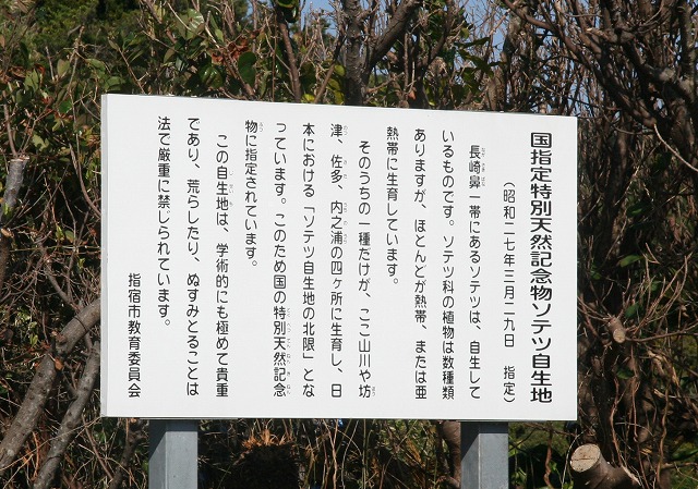 ソテツ