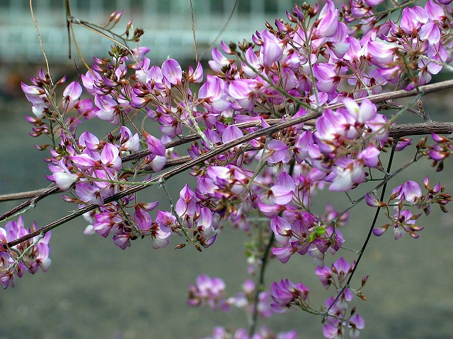 雲南萩